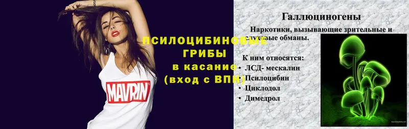 как найти наркотики  Бежецк  Псилоцибиновые грибы прущие грибы 